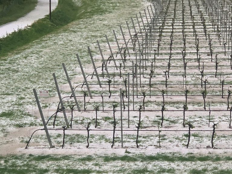 Gestione del rischio: nel 2023 oltre 10 miliardi di euro in assicurazioni agricole (+2,2%), ma calano del 4% le aziende assicurate