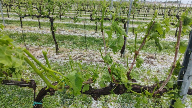 Uva e erba medica: contro i danni da clima i pacchetti Revo Insurance