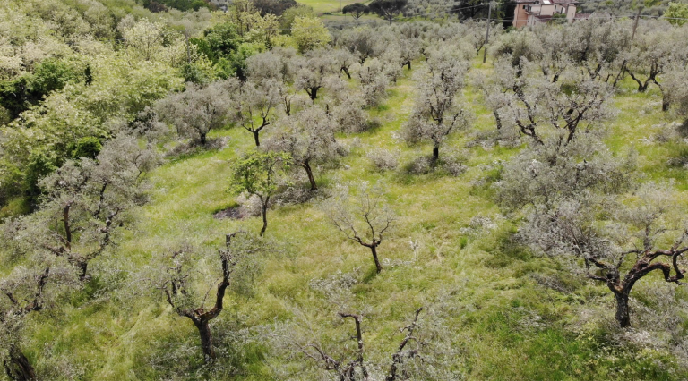 Cambiamenti climatici, arrivano gli olivi sul territorio reggiano. Cia: Oliveti insoliti, li vedremo accanto a vigneti di Lambrusco