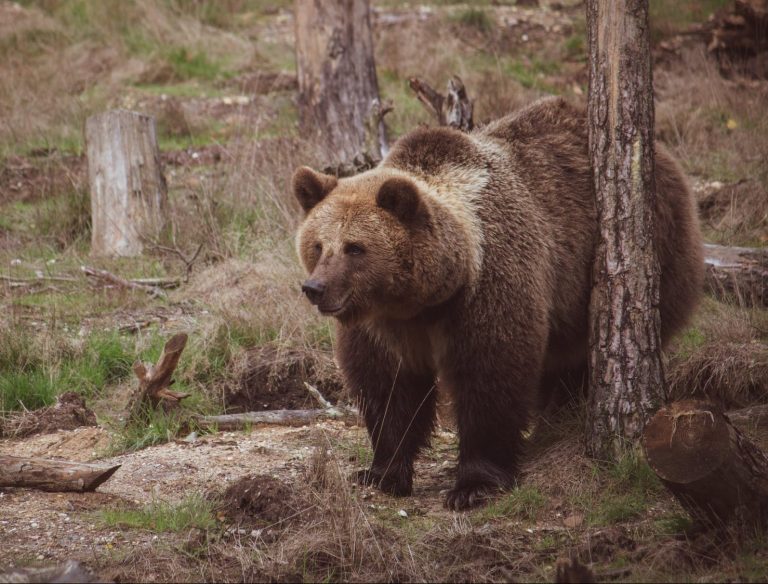 Orsi in Trentino. Ambrosi e Urzì (FdI): Serve piano gestione della fauna carnivora, garantire incolumità persone