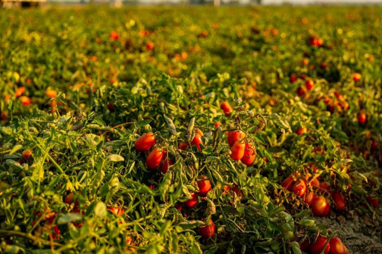 Pomodoro da industria. Confagricoltura Piacenza: 125 euro a tonnellata, parti molto distanti nella trattativa