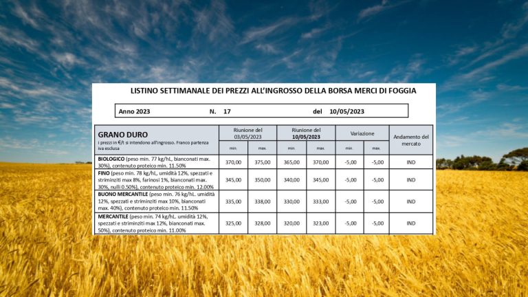 Grano duro, quotazioni ancora in calo: -5 euro. Il Fino è arrivato a 340-345 euro a tonnellata alla Borsa Merci di Foggia