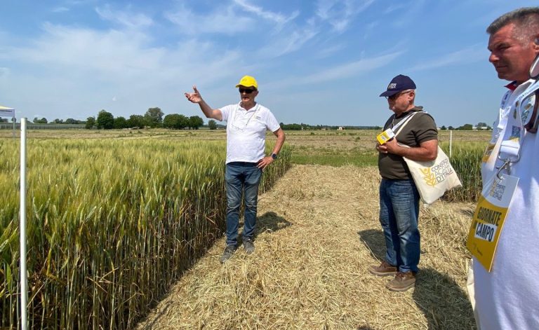 Grano. CAI: genetica italiana in prima fila per lotta a cambiamento climatico