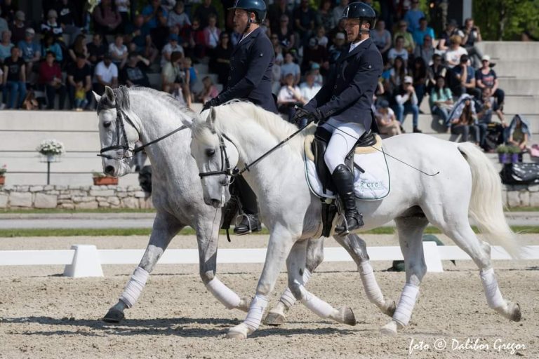 Lupi: quattro puledri Lipizzani uccisi per attacco di lupi nell’allevamento del CREA di Montelibretti (Roma)