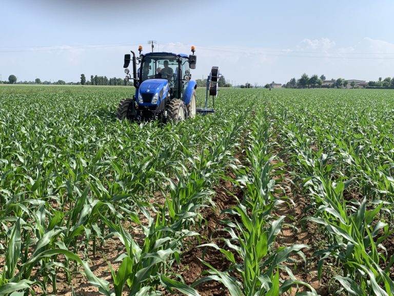 Siccità. Al via il progetto BOOSTER per mais e teff resilienti ai cambiamenti climatici