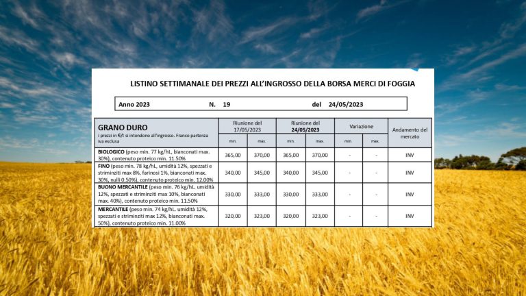 Grano duro, quotazioni stabili per la seconda settimana a Foggia (24 maggio): il Fino resta a 340-345 euro a tonnellata