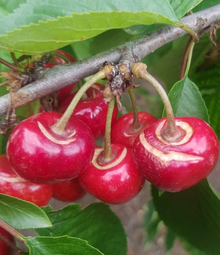 Ciliegie. Annata ottima ma un calo generico del 40% in tutta Italia