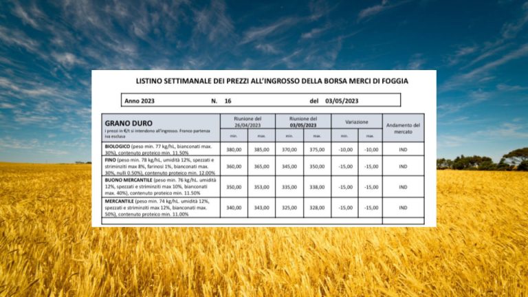 Grano duro, il prezzo precipita alla Borsa Merci di Foggia: -15 euro a tonnellata. Il Fino a 345-350 euro a tonnellata