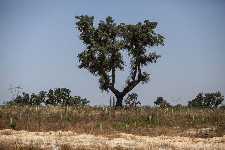 Vino. Amorim presenta Decortica, dal fascino della tradizione alla rivoluzione per il futuro