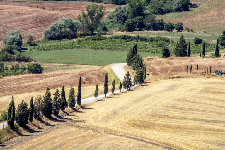 Fondazione Siena Food Lab: via a nuovo bando per formazione e innovazione per imprese agricole senesi. Scadenza 25 luglio