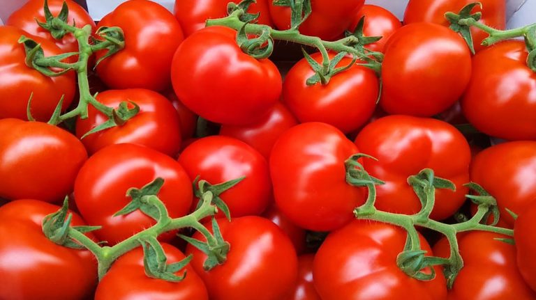 Pomodoro a grappolo. Ecco Rivaldo F1, l’ideale per i trapianti in Sicilia