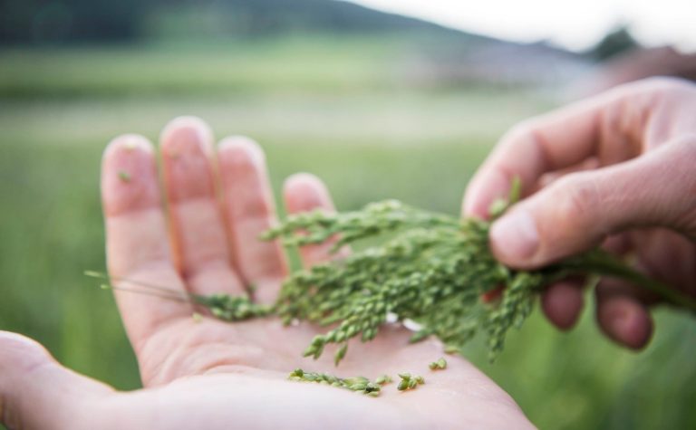 VItaMì, Dr. Schär lancia un progetto per la valorizzazione e il recupero dei cereali minori