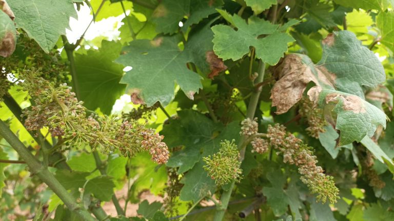 Vino. Peronospora killer, vigneti in malora a Foggia, Bari e Taranto. Cia Puglia: “Raccolti ko”