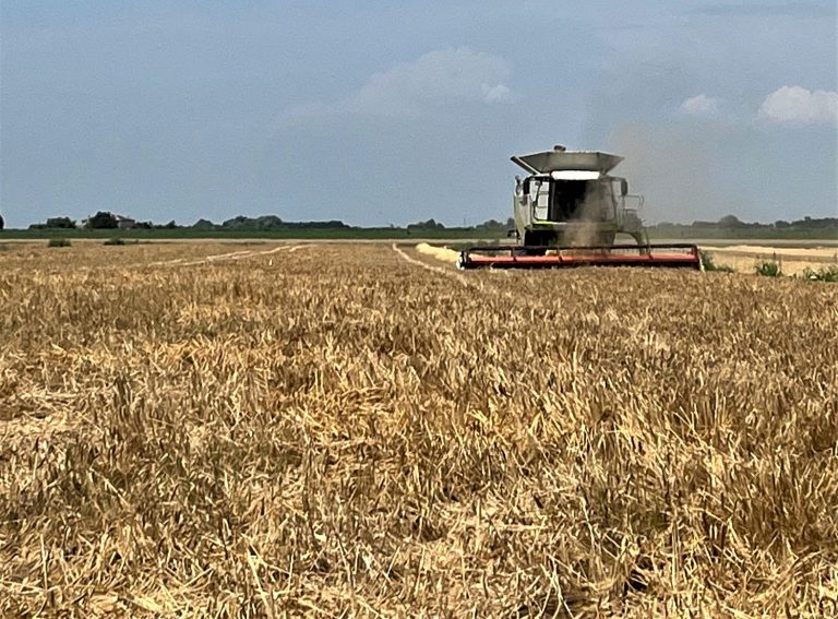 Rotazione agraria nell’ambito della condizionalità (Bcaa7): non è necessaria la raccolta per le intercalari