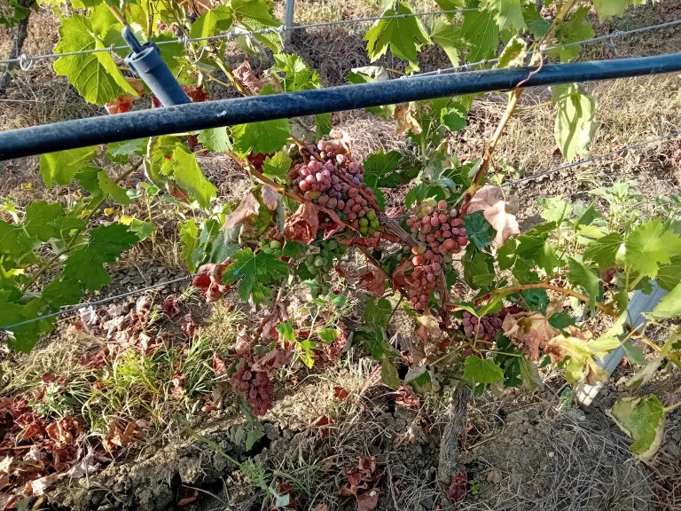 Peronospora e caldo attaccano le vigne. A Trapani e Palermo già perso oltre il 40% del raccolto