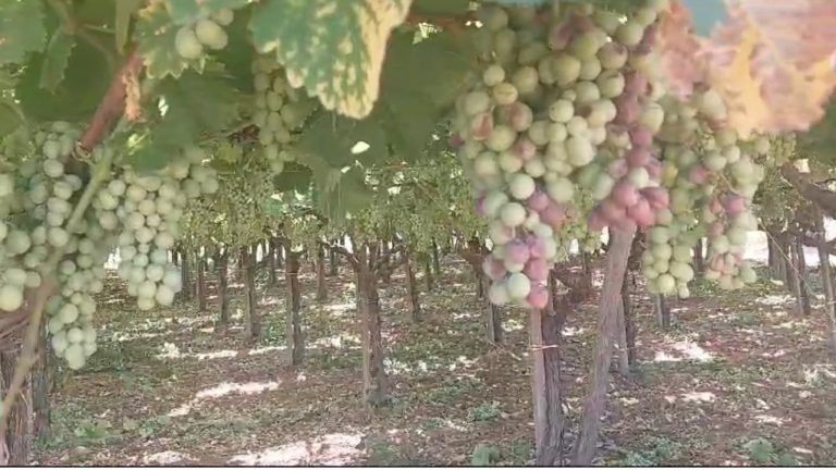 Caronte. In Puglia scottati pomodori e uva da tavola. Emergenza idrica