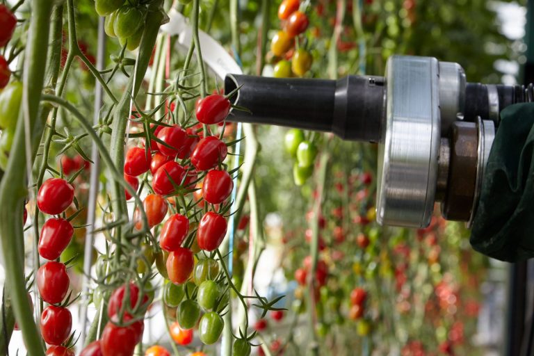 La raccolta robotizzata del pomodoro. Syngenta e Four Growers: un acceleratore di innovazione in R&D