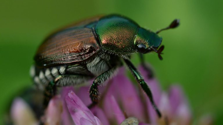 Popillia Japonica. Nell’astigiano è allarme rosso per il coleottero killer