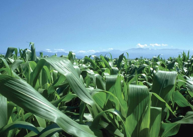 Mais e cambiamenti climatici al centro del convegno promosso da Condifesa Lombardia