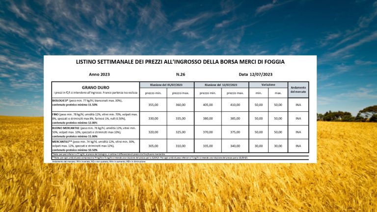 Grano duro: quotazioni in aumento di 50 euro/t. il 12 luglio a Borsa Foggia. Il Fino vale 380-385 euro/t., il biologico a 410