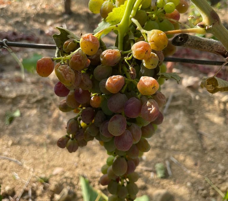 Caldo. Coldiretti Sardegna, Regione chieda lo stato di calamità, colture a rischio