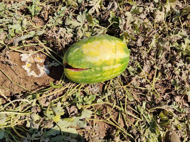 Ortofrutta. In Puglia meno 40%, Cia: un’annata da dimenticare, settore in ginocchio