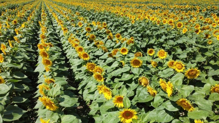 Innovare e rafforzare le filiere toscane per dare il giusto valore alle produzioni agricole. Convegno Cia Toscana a Prato