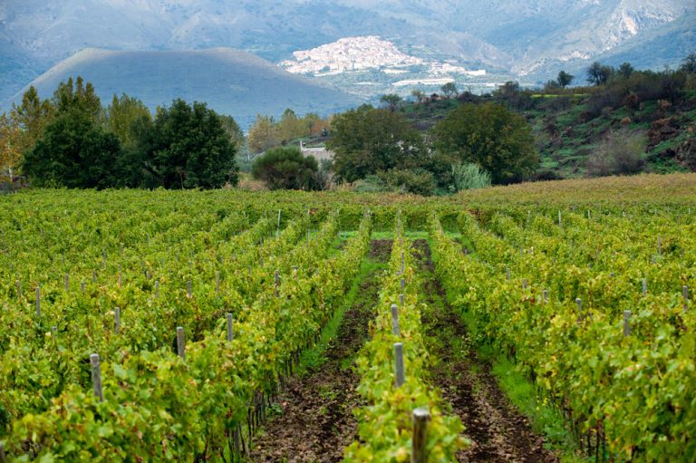 L’Etna Doc sceglie di contenere la produzione per puntare alla qualità del prodotto