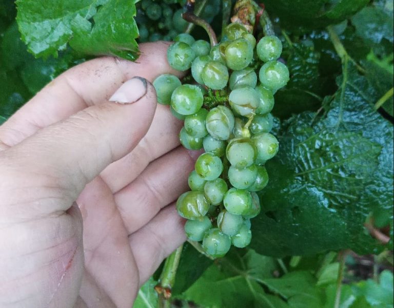 Maltempo. La grandine “vendemmia” i vigneti di Custoza Doc. Annata compromessa