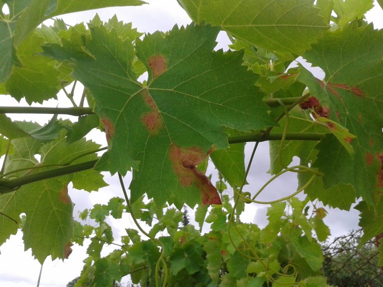 Peronospora. Lollobrigida: via libera a interventi compensativi, al lavoro su fondo emergenze per integrare risorse