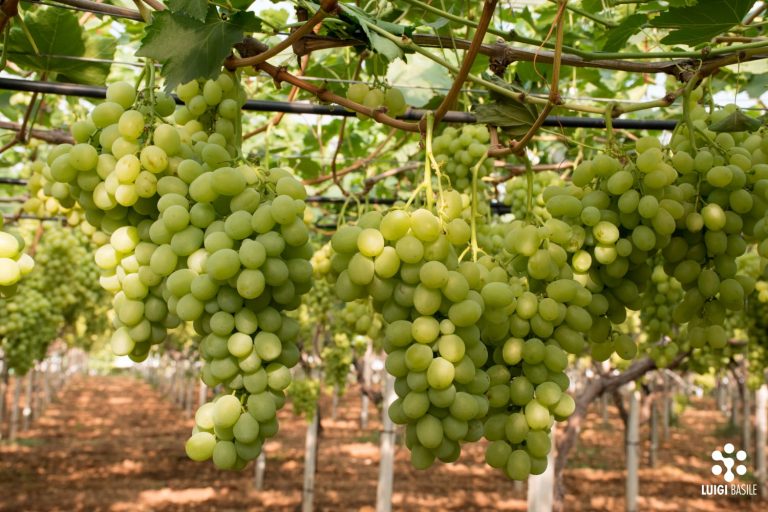 Il 4 luglio a Rutigliano il Fruitnet Grape Congress, l’evento internazionale dedicato all’uva da tavola