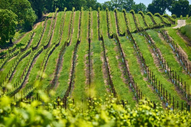 Vino. Il rapporto tra TEA, viticoltura e uva da tavola. In Puglia appuntamento con il CREA