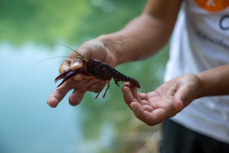 Biodiversità. Gambero della Lousiana diventa cavia per un progetto di studio nell’Appennino