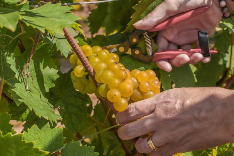 Vendemmia. Forbici pronte per la raccolta dell’Asti DOCG in linea con le rese di sempre