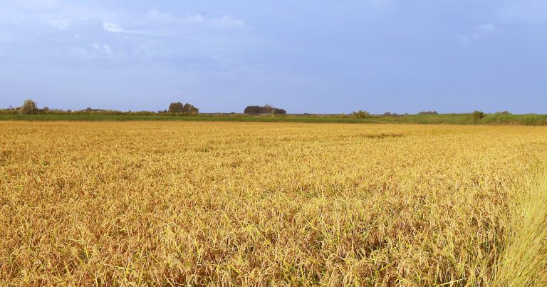 TEA. Cibo per la mente, Sperimentazione riso a Pavia è un nuovo inizio per la ricerca