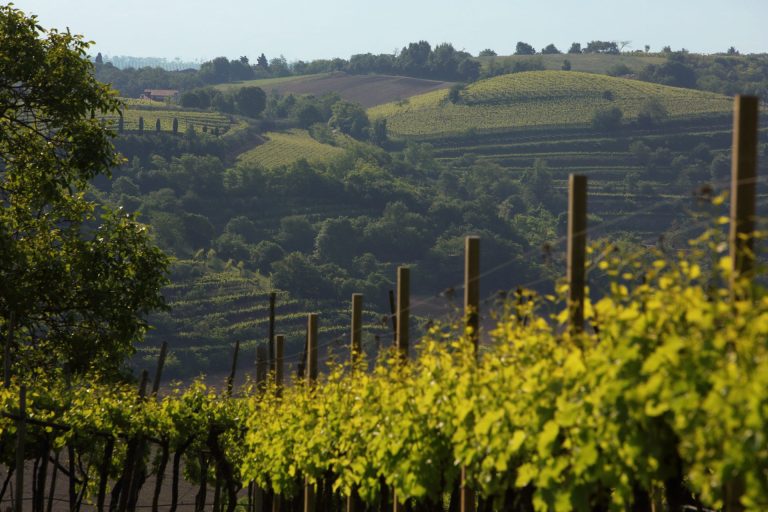 Vendemmia. Al via anche sui Colli Berici in Veneto con qualità buona