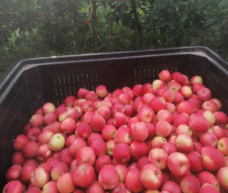 Mele Biancaneve. In Veneto ottimo raccolto e qualità eccellente