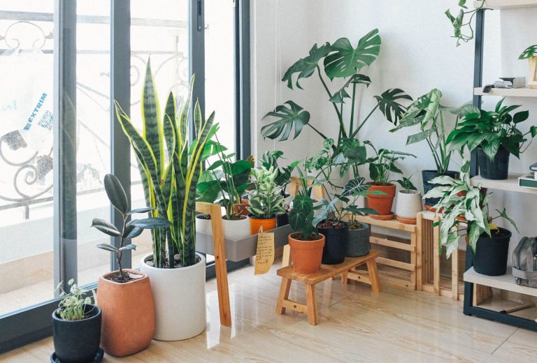 Piante in balcone o in casa: come innaffiarle (e salvarle) quando si va in vacanza. I consigli degli agronomi