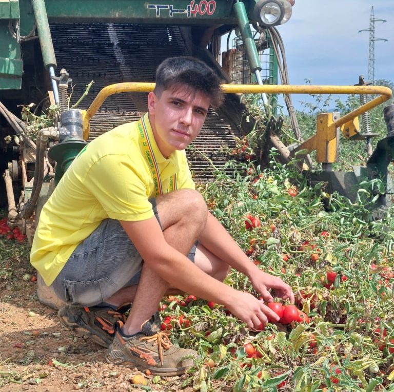 Pomodoro. Al via la raccolta, Coldiretti: Cina sorpassa Italia (+50%) e rovina il mercato