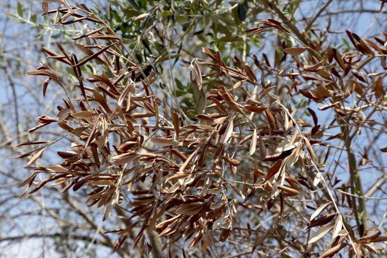 Xylella, Copagri Puglia: Piano di contrasto aggiornato senza necessario confronto con parti sociali