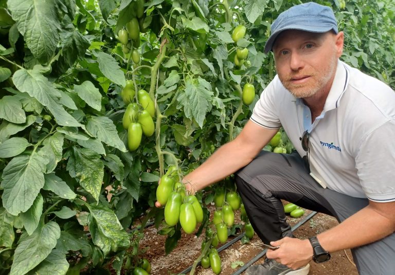 Syngenta presenta Damerino: il nuovo pomodoro saladette, verde intenso ed elegante