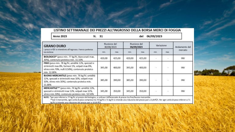 Grano duro, quotazioni stabili (6 settembre) alla Borsa Merci di Foggia: il Fino non supera le 400 euro a tonnellata