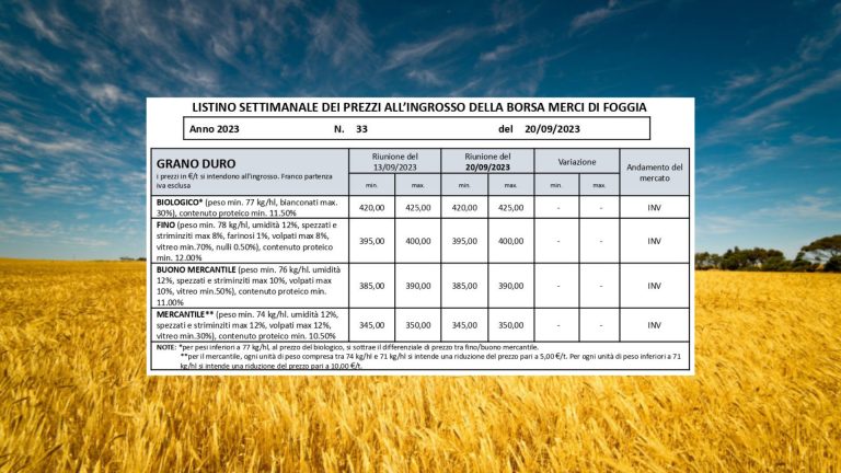 Grano duro: quotazioni invariate (20 settembre) per la terza settimana alla Borsa Merci Foggia. Il Fino resta a 395-400 euro a tonnellata