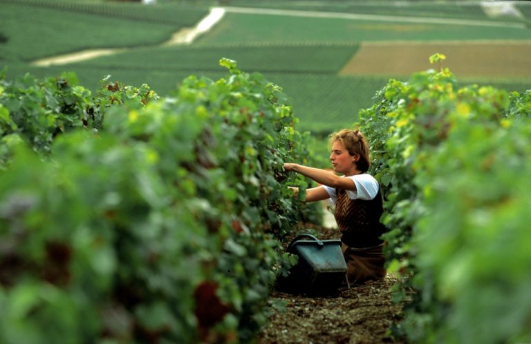 Vino. In Champagne è cominciata la vendemmia, previsione di estrema qualità