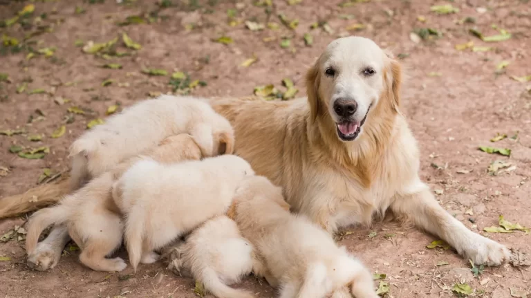 Cani e gatti non devono essere tenuti continuativamente in box, gabbie e gabbiette. Il parere dell’EFSA