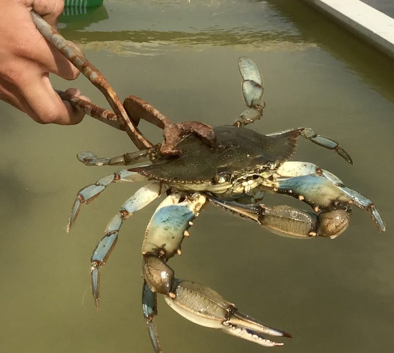 Firmati dal Masaf i decreti per emergenza granchio blu. Al via moratoria sui mutui per i pescatori