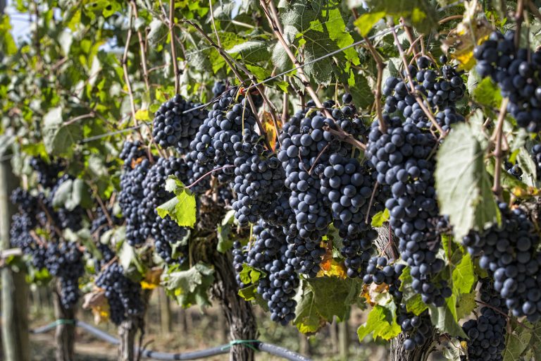 Vendemmia. Al via quella del Montecucco in Maremma tra qualità e salubrità