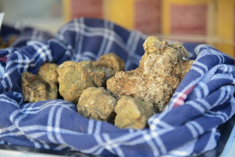 Ad Acqualagna (PU) è l’ora del Tartufo bianco pregiato