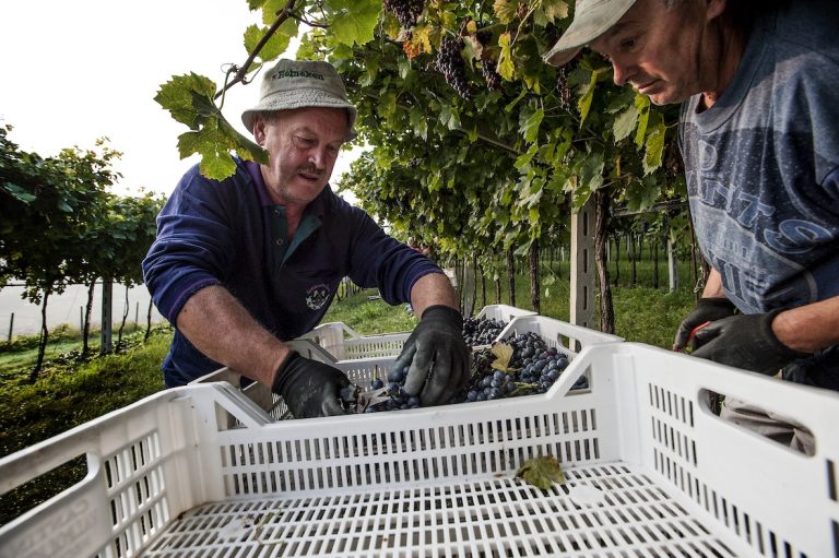 Vendemmia. Ulteriore calo delle rese, ma sfuso fermo in cantina (-40% di vendite) e mercati in discesa nel primo semestre