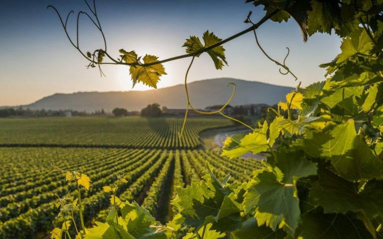 In Veneto boom di export del vino nel 2022 (+13,9%), ma preoccupazione per vendemmia in corso